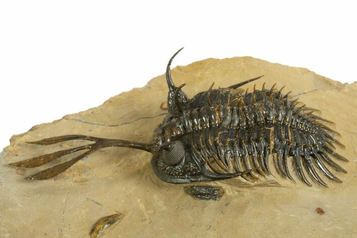 Spiny Trident Walliserops Trilobite - Foum Zguid, Morocco #344457